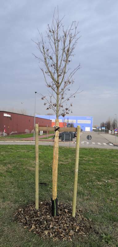 Piantumazione acero per il 75°della Liberazione2